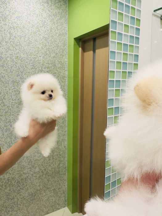 Міні   хлопчик померанський шпіц колір білий оптик