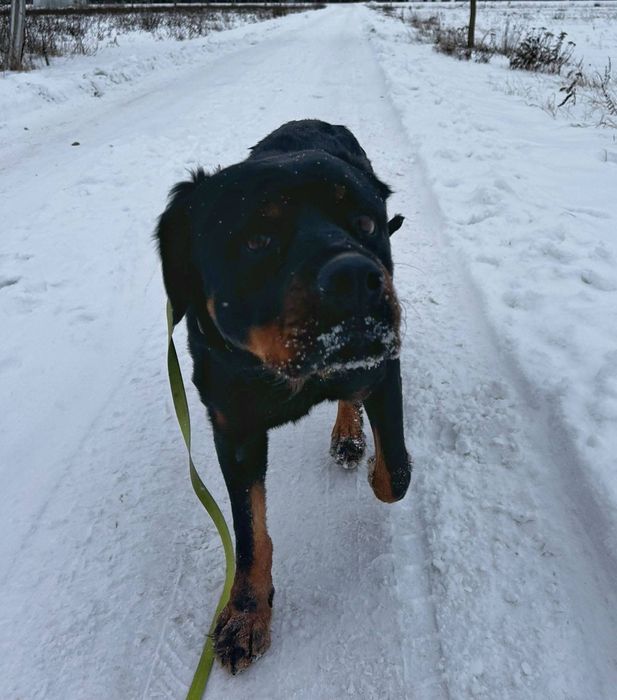 Rottweiler do adopcji, suka Bronka