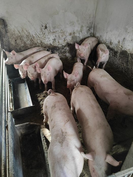 Продам свинятка на держаня