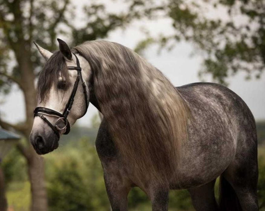 Sprzedam PRE 6 letniego wałacha