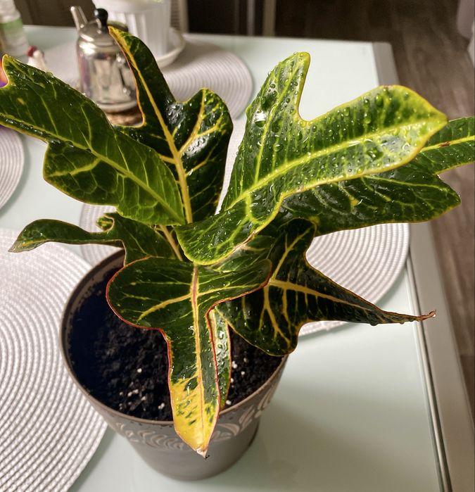 Филодендрон, кратон, традесканция, Аглонема