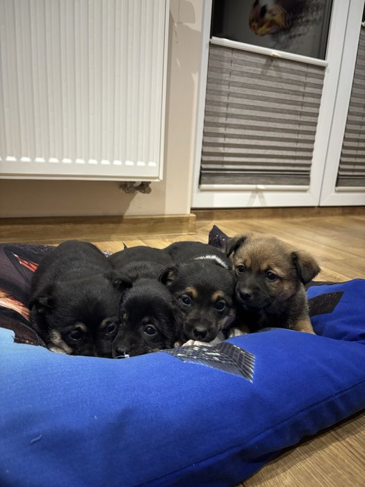 Oddam za DARMO pieski