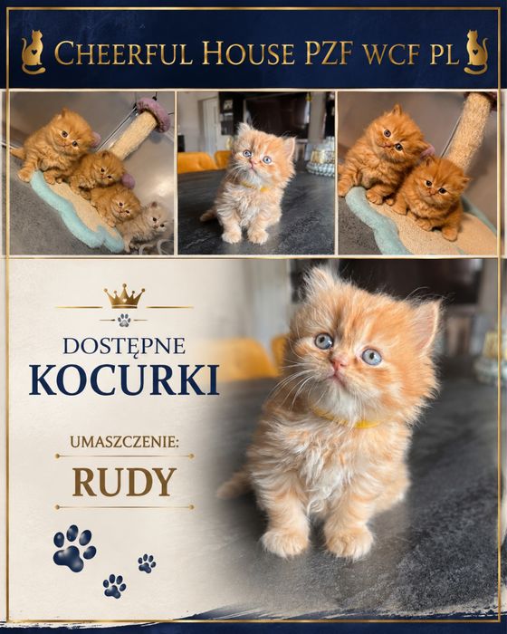 Kot brytyjski rudy kremowy