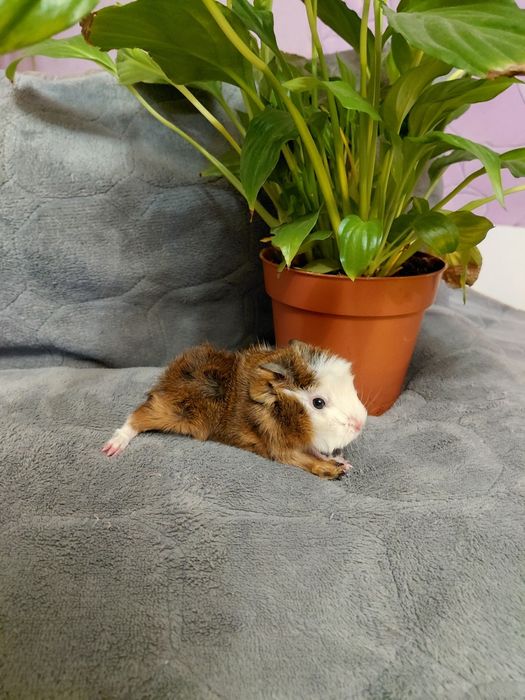 Продаю Морские свинки