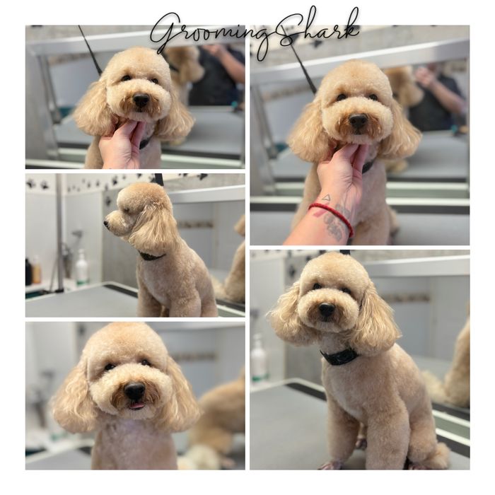 Psi fryzjer  GroomongShark