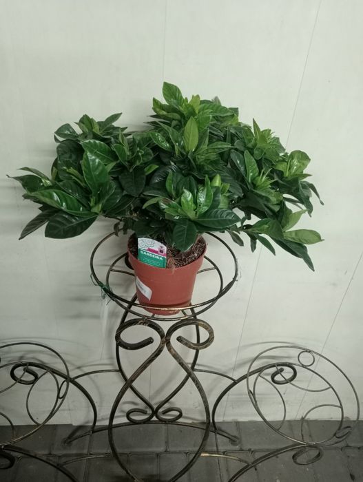 Гардения Жасміновидная