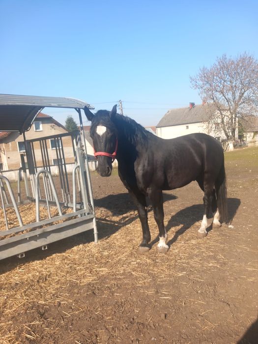 Ogier Śląski Bacardi