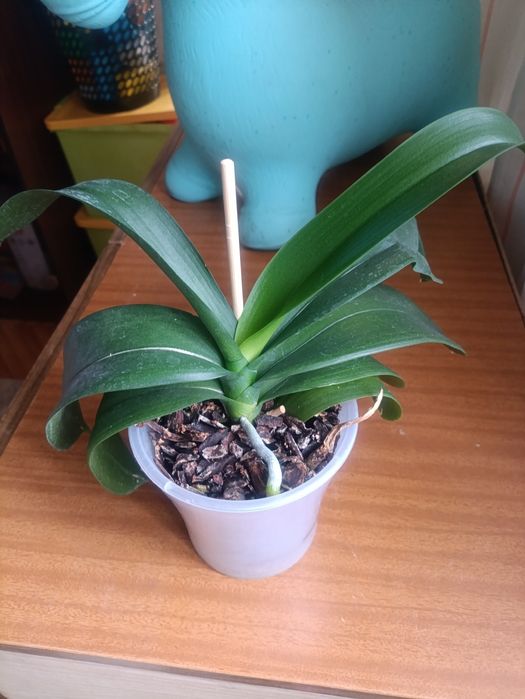 Орхидеи. Фаленопсиса.