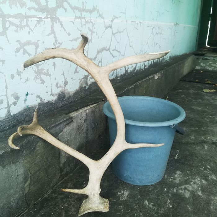 Продам олений рог