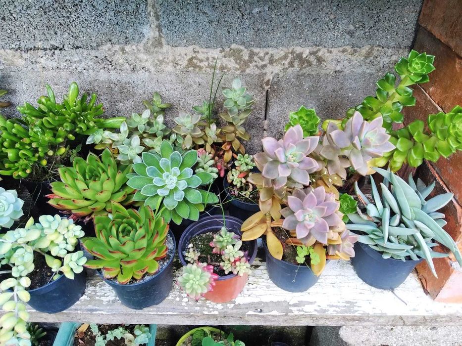 Suculentas e Cactus