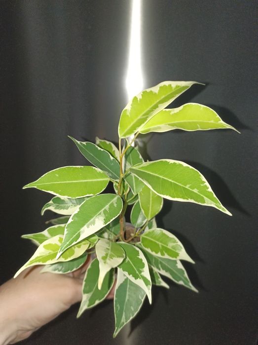 Фікус Мунлайт варієгатний фікус лимонний