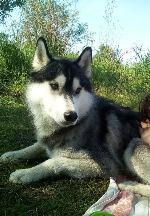 Симпатичный мальчик ищет подружку для вязки.