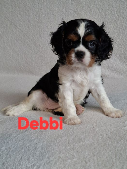 Cavalier słodka sunia