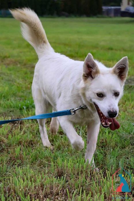 Śliczny, młody, wesoły piesek do adopcji - wspaniały charakter