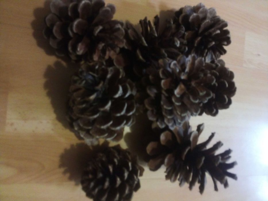 10 szyszek sosny czarnej