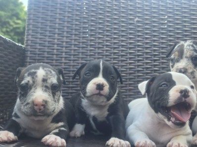 Szczenię American Bully