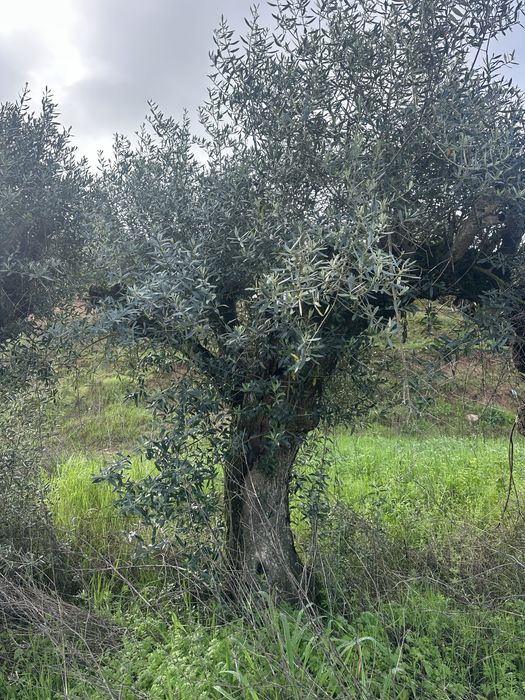 oliveiras centenarias grandes