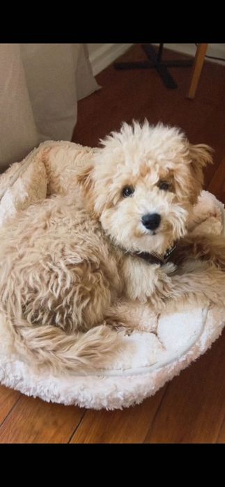 Toy poodle caniche toy