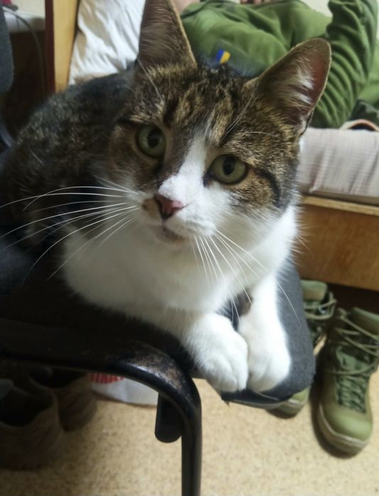 Стерилизованная молодая кошка с зоны боевых действий ищет дом!