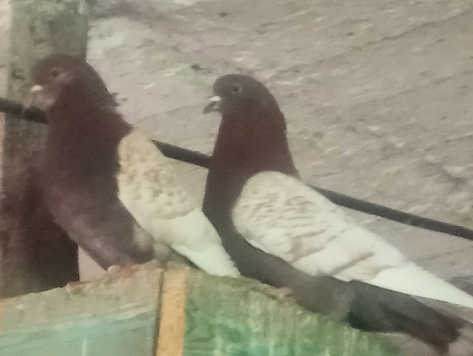 Gołębie rysie duże szariki śląskie tarczowe