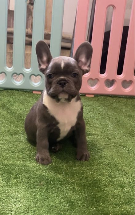 Помет щенков с документами