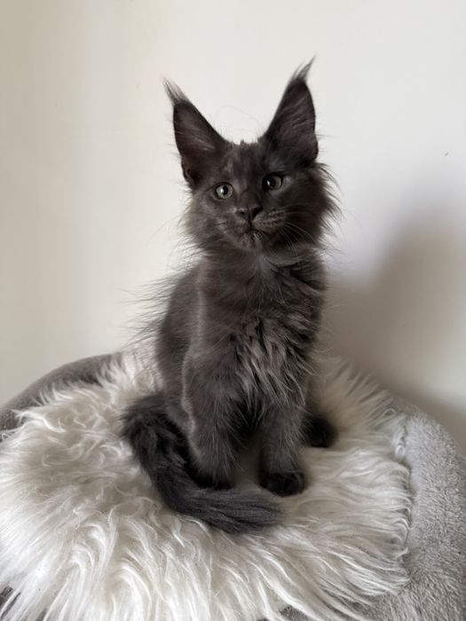 Gatinha Maine Coon