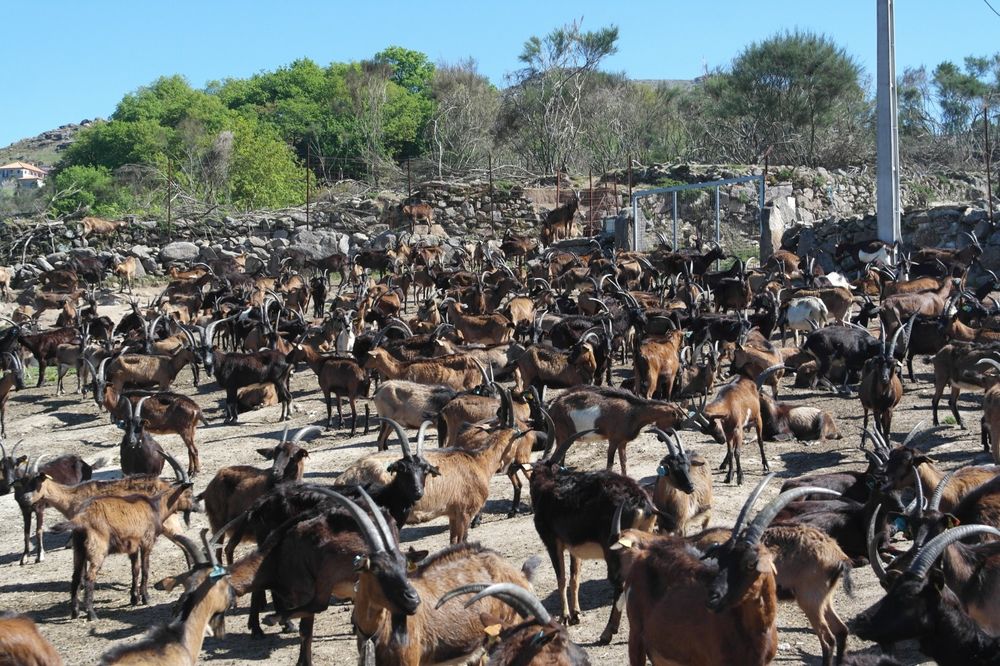 Vendo 60 cabras bravias