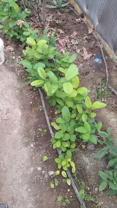 Саджанці лимона пандероза