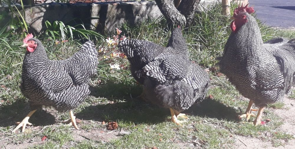 Pintos+de+ra%C3%A7a+Plymouth+Rock+Barrada+e...64285977645827121