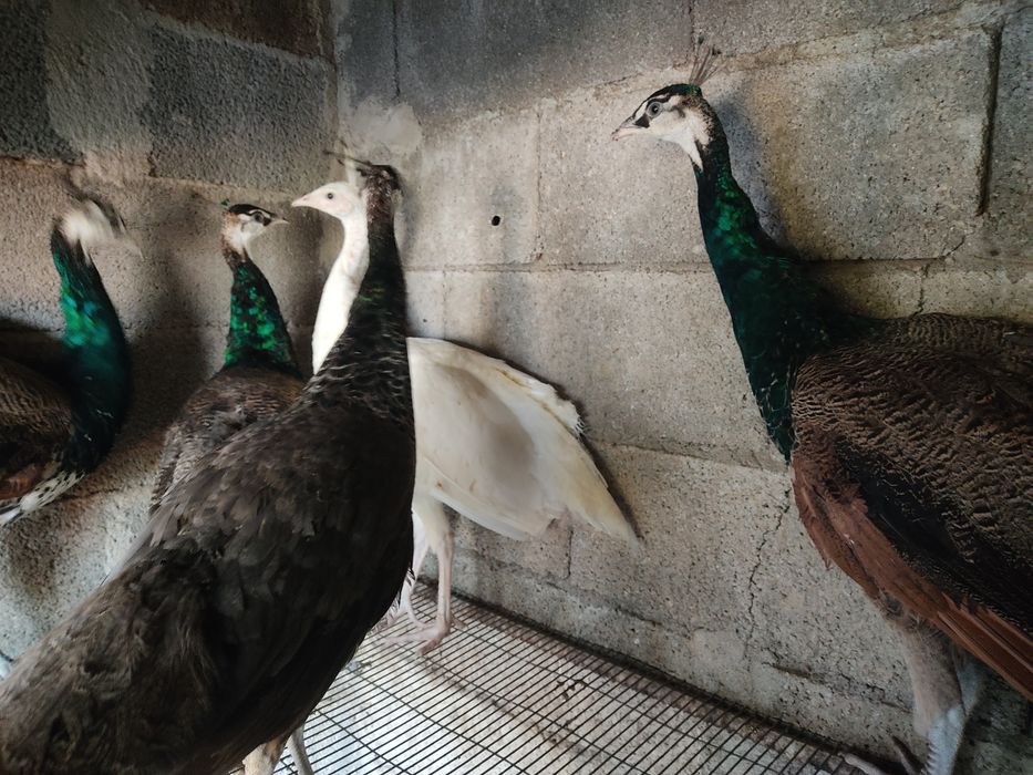 Ovos Férteis de Pavão Azul