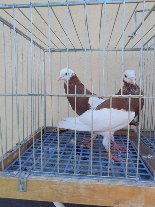 Gołębie siodłate.