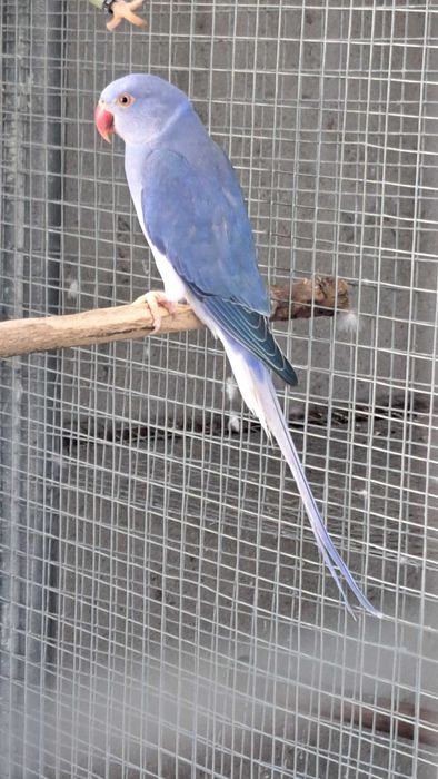 Ring necks machos e femeas varias mutações