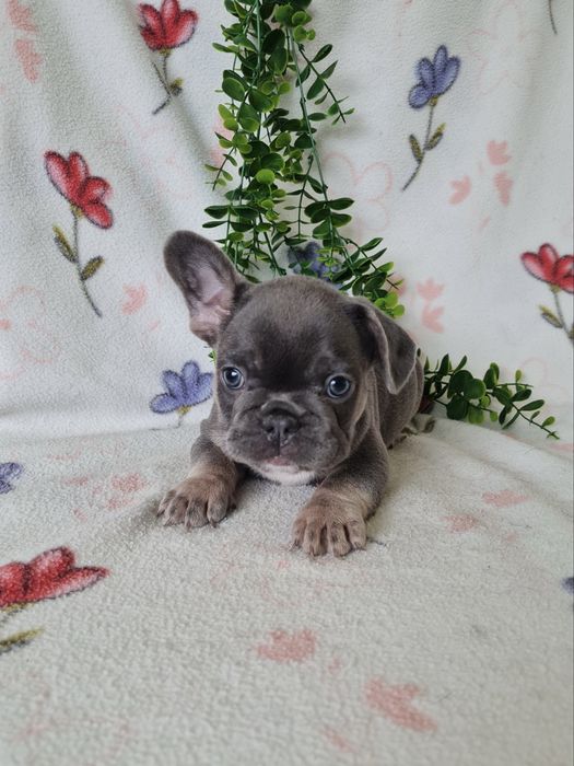 Excelente  blue tan Bulldog/Bouledogue Frances de Qualidade