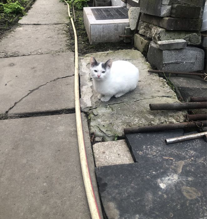 Віддам кошенят у добрі руки! ( плямисту кицю забрали)