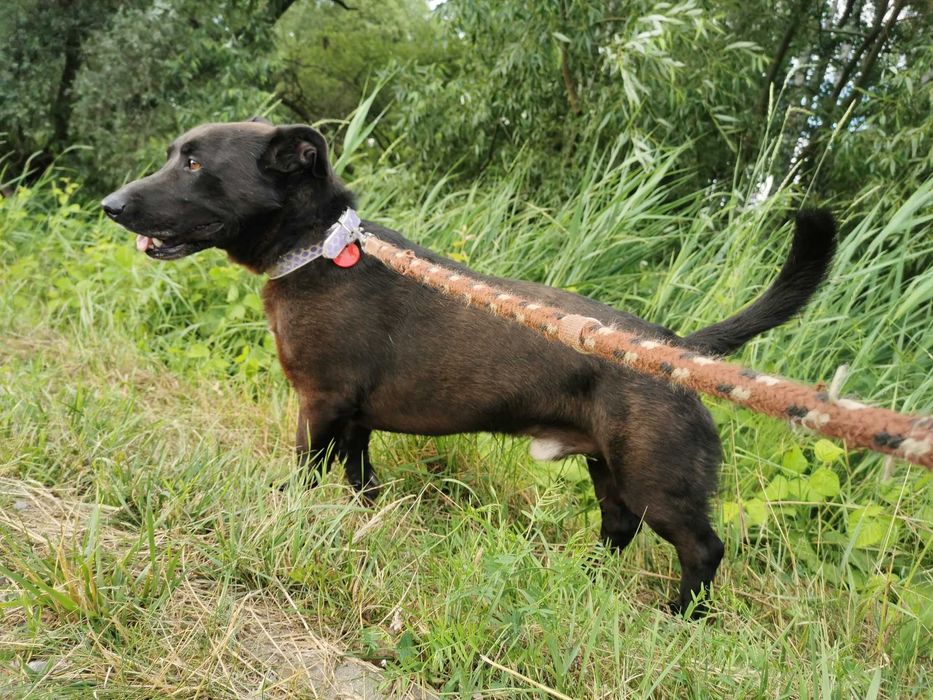 Rabuś czeka na dom...