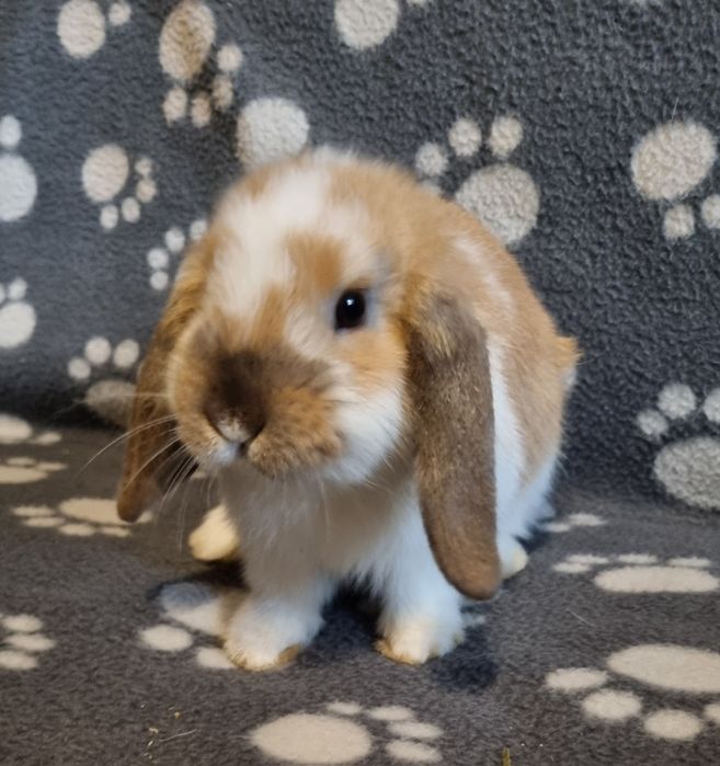 Królik baranek mini lop