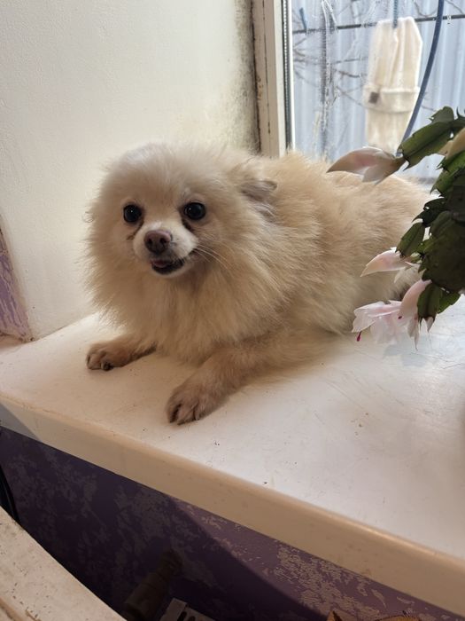 Миленька ласкава дівчинка