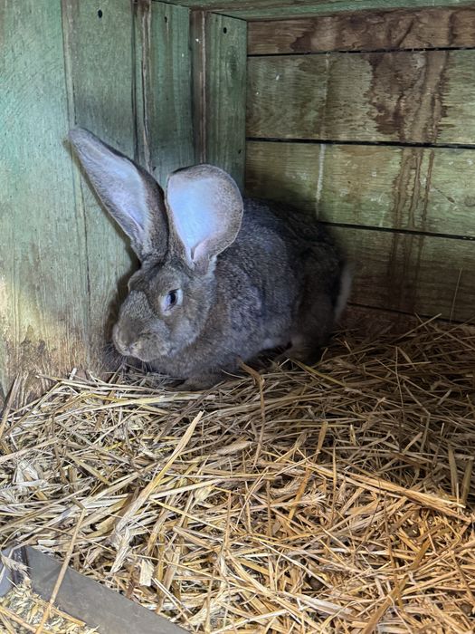 Króliki olbrzymy belgijskie