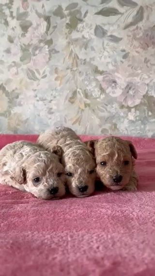 Щенки лапочки мальтипу