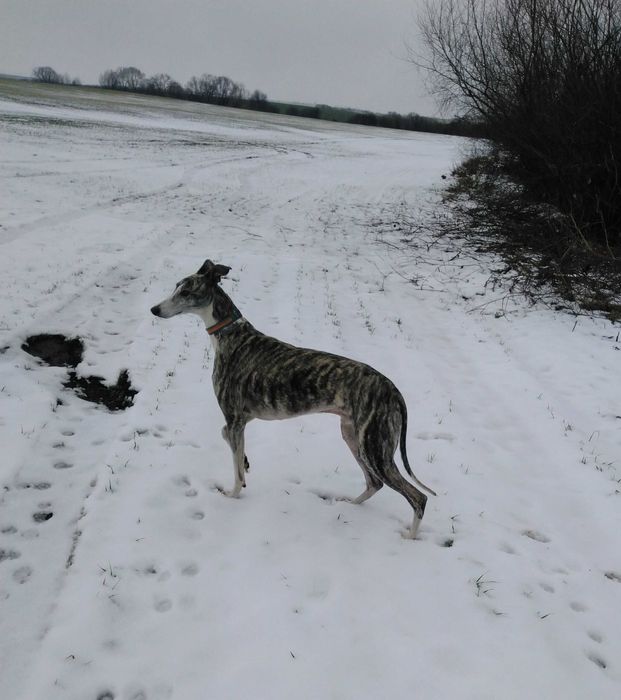 Хорти-мисливські собаки