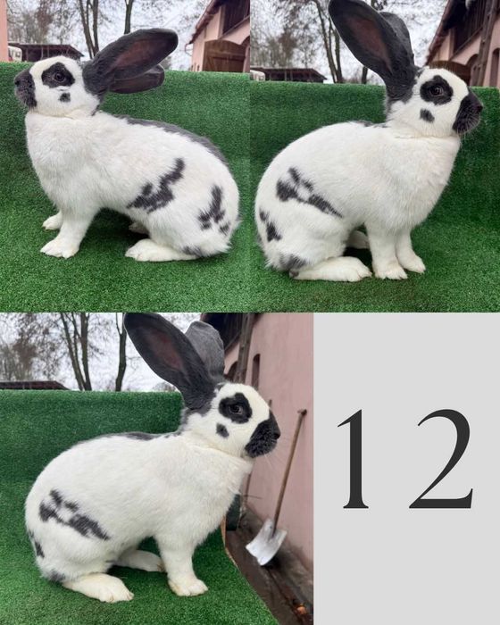 Olbrzym Belgijski Samica (Więcej w opisie)