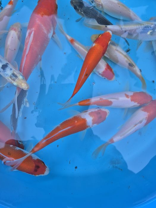 Carpas koi 10cm a 18cm
