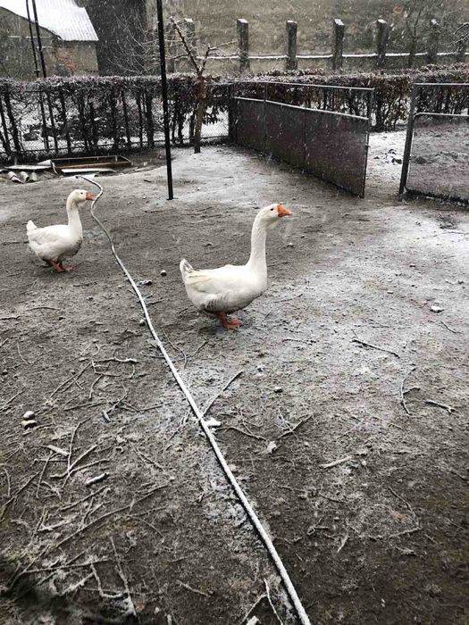 Гуси порода холмогор