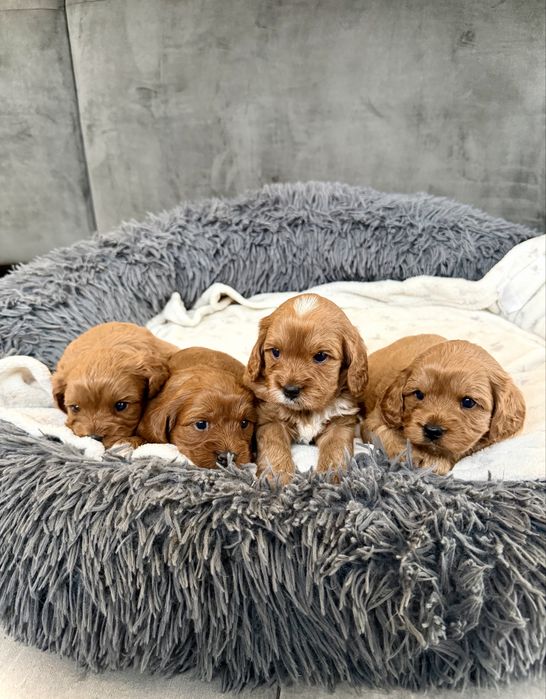 Cavapoo - chlopiec - cavalier & pudel