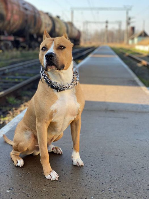 Злучка Стаффордширський терєр