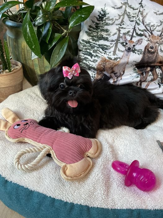 Shih-Tzu Suczki Salonowe!