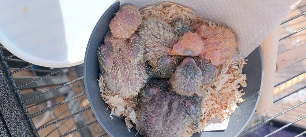 Aves para acabar de criar a mão, adultos ou domesticados.