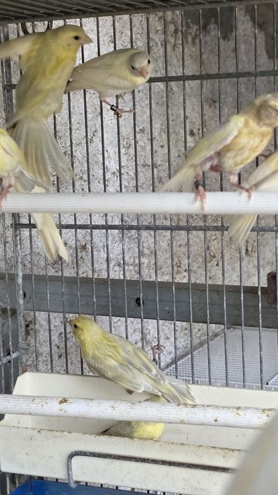 Troca de sangue ou venda