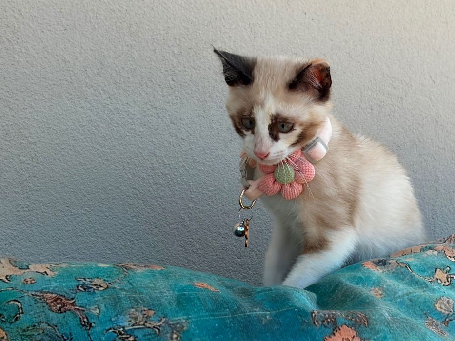 Gatinha para adoção responsável