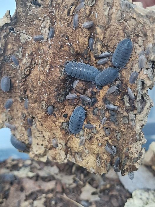 isopods Porcellio scaber